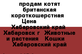 продам котят британская короткошерстная › Цена ­ 4 500 - Хабаровский край, Хабаровск г. Животные и растения » Кошки   . Хабаровский край